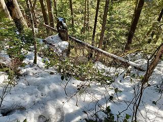 The terrible snow transition section of the Blum Lakes "trail"