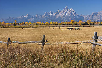 Tetons and Horses