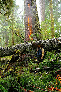 Quinault blowdown and scar it caused - see hiker for scale