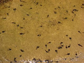 Tadpole City