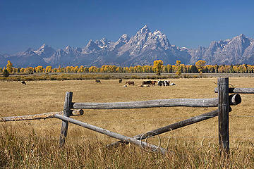 Tetons and Horses