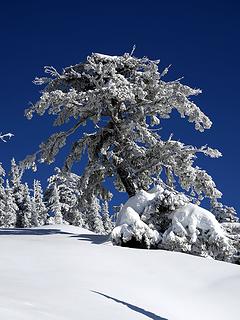 Favorite Snowy Tree below Domerie Divide on 12/31/18