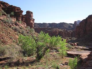 Gooseberry Canyon