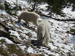 Goats on way down.