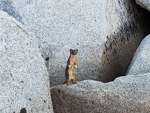 A weasel we saw near camp
