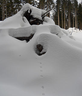 Animal tracks, Blue Mountain 1/15/17