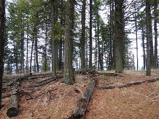 Summit area of Shoeffler Butte.