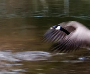 meadowbrook pond