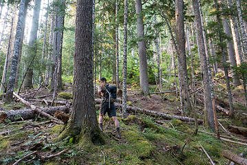 The first brush we came across was at the old growth boundary at 2600'