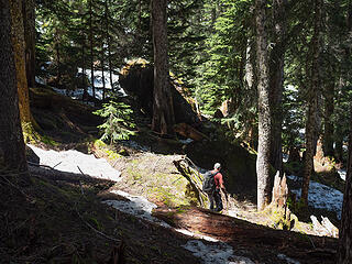 Traversing around Horseshoe Lake through big trees