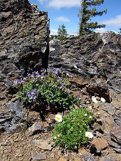 Rock garden