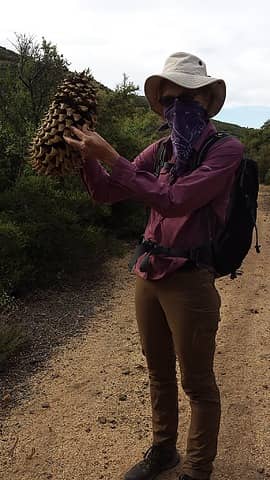 Big pine cone