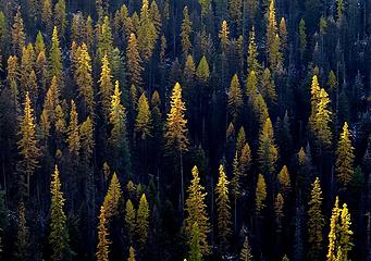 Larches falling into shadow