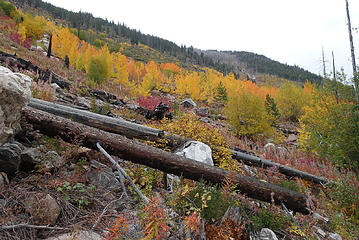 Aspen in Lower Andrews Creek valley