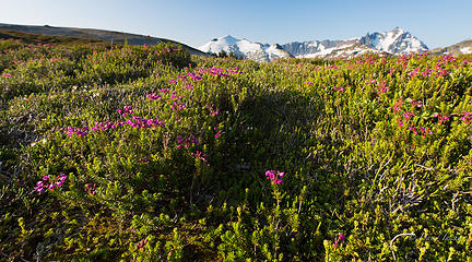 Heather meadow