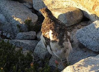 Ptarmigan at camp