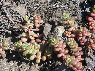 Strange plants on Marmot Pass trail.