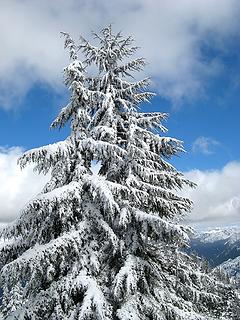 Trees & Snow, Sky & Clouds 3