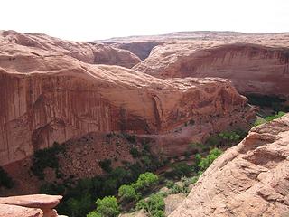 Coyote from top of Arch