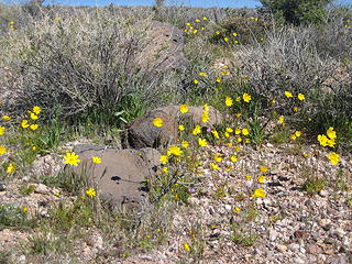 desert flowers