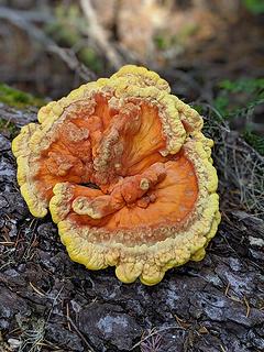 Colorful mushroom