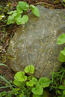 Saxifrage