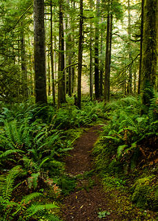 Falls View trail 3