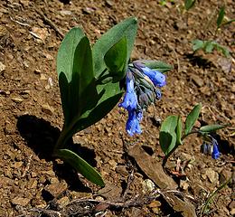 Long-flowered bluebell?