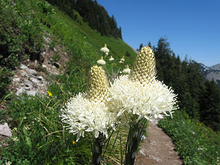 Beargrass