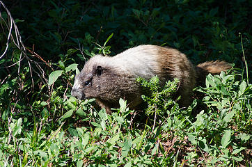 Angry marmot is angry