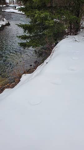 old wolf tracks on river Bank