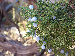 Juniper