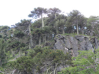 Araucarias