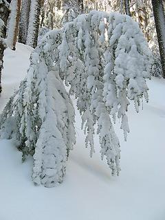 Snow Loaded Sapling