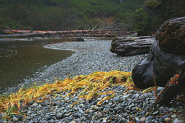 Ruby Beach_Golden grasses, stones, logs, River