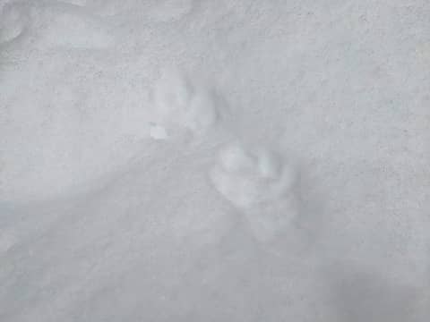 Cat tracks?
