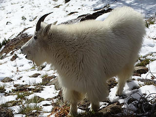 Goats on way down.