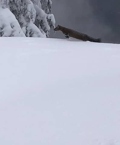 Pine Marten in pursuit of a Snowshoe Hare. Mailbox Peak