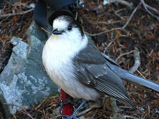 Grey Jay (on my pole)