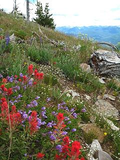 Wildflower covered slopes of Abercrombie.