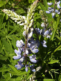 lupine