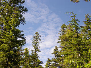 Clouds/trees on lower Tubal Cain trail.