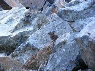 Pika above Source Lake