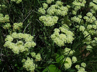 One of many wildflowers found in the Wooten Wildlife Area, Buckwheat prefers open rocky slopes.