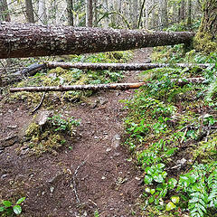 A few of the hundreds of logs down across the trail