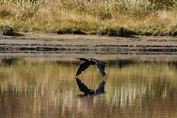 Cormorant at Oxbow Bend