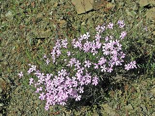 Phlox