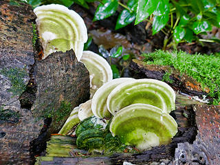Green fungi