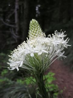 Bear grass