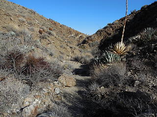 Upper W. Fork Lizard Canyon